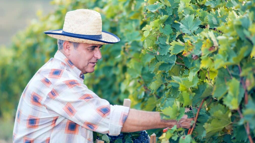 un vigneron dans un vignoble