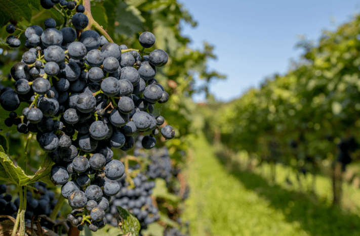 Article de blog site Wineriz pour obtenir la subvention France Agrimer 2025 - le logiciel de gestion vitivinicole est éligible à l'obtention, de la subvention